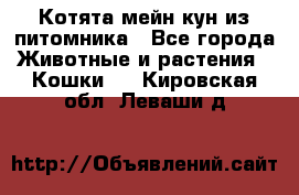 Котята мейн-кун из питомника - Все города Животные и растения » Кошки   . Кировская обл.,Леваши д.